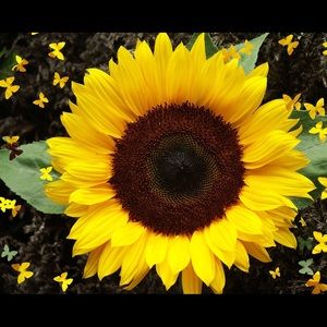 Meet your Posher, Luz